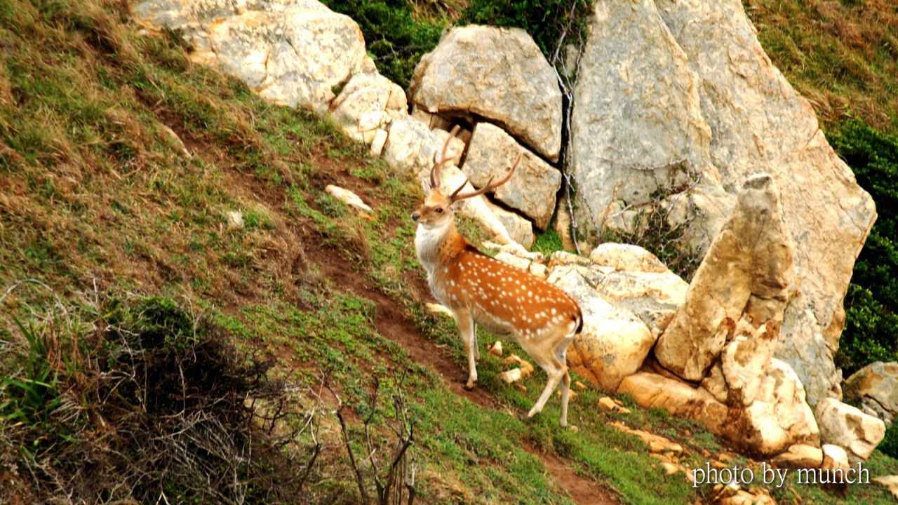 【來去大坵睡一晚–台灣的鹿島奈良】