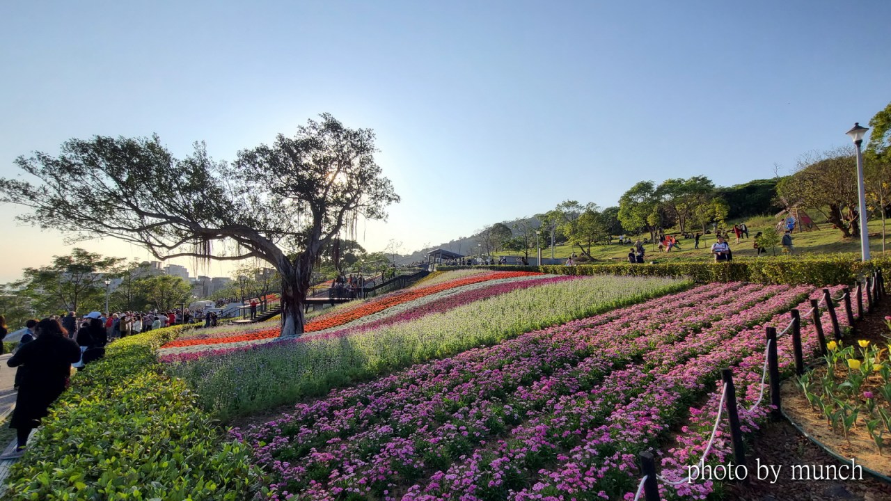 【台版富良野之北投三層崎–花海後的傷悲】