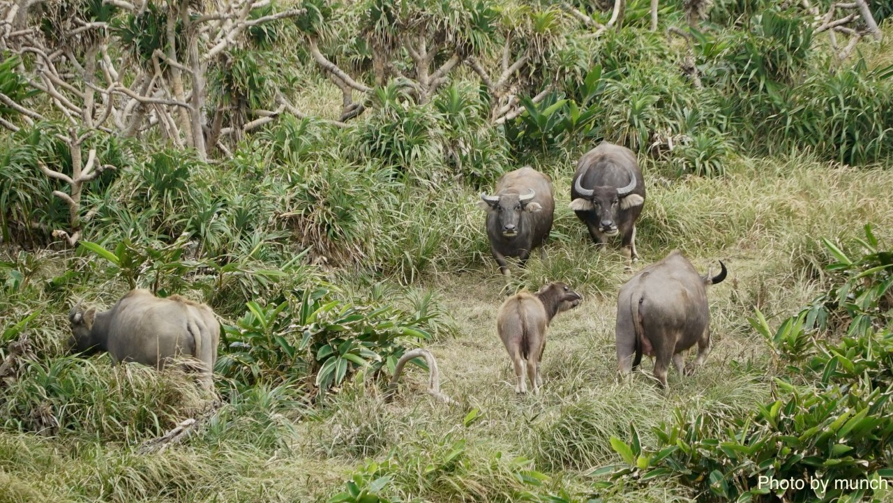 【台灣最牛的故事】