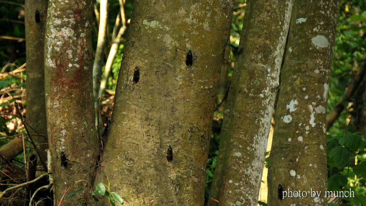 【背著狐狸臉的台灣爺蟬】