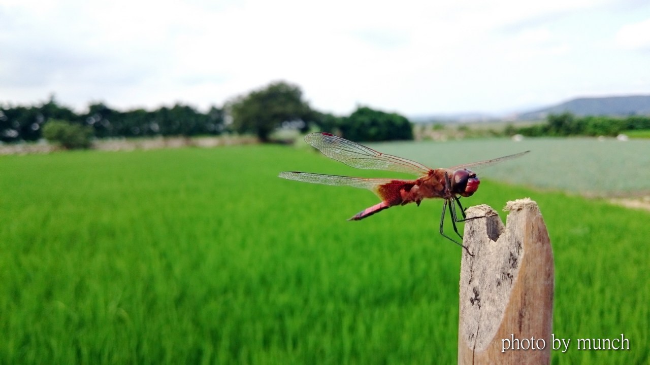 【即將消失！清水農田地景】