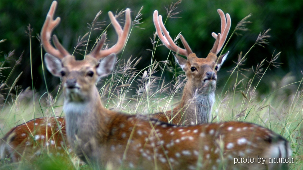 【生態。斯卡羅】