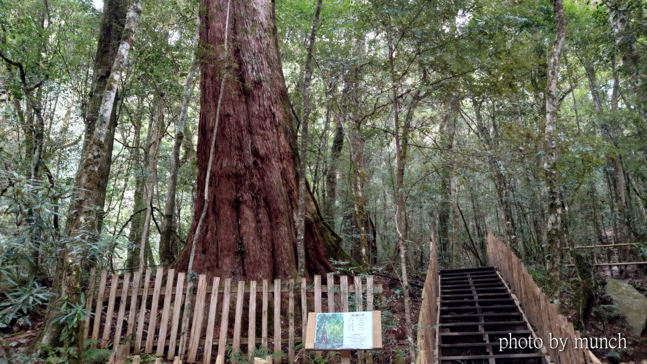 【走進司馬庫斯巨木步道–讓人目不暇給的驚嘆】