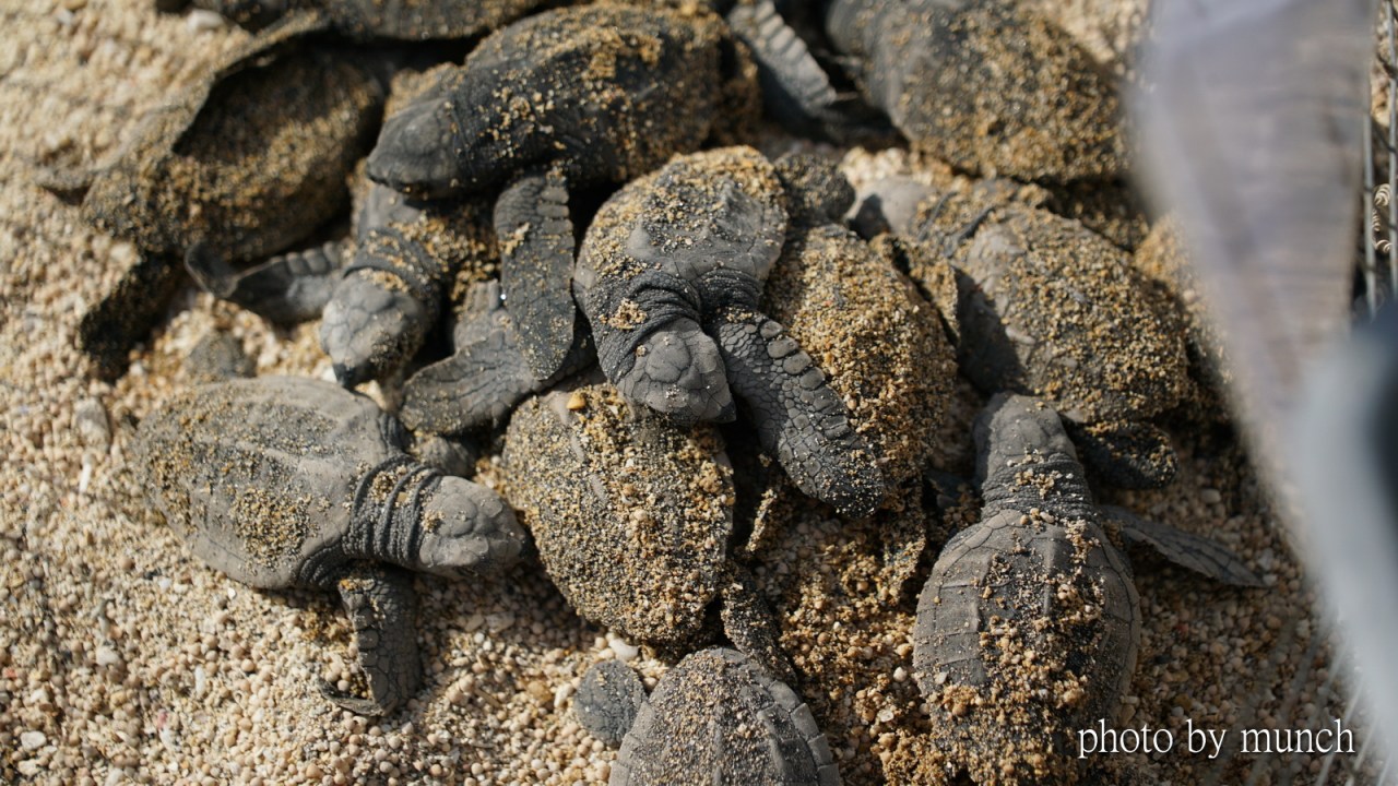 【616世界海龜日_日印台救龜行動】