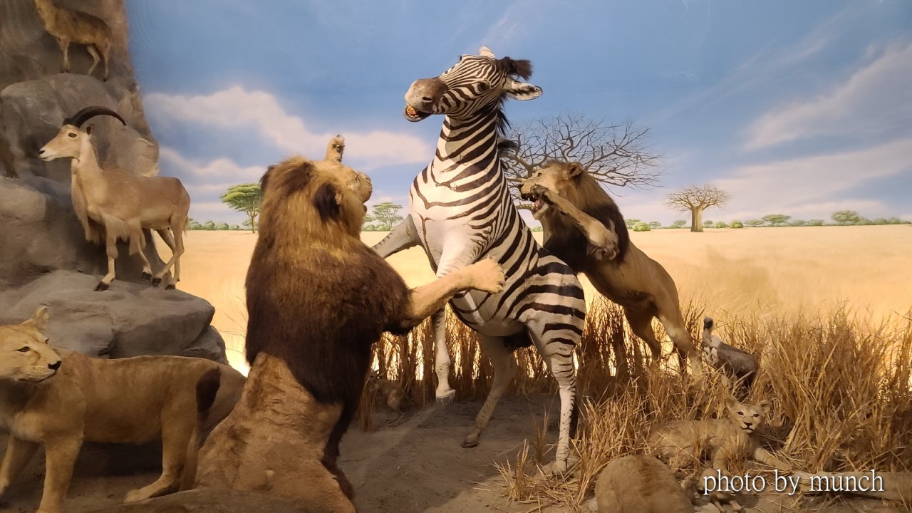 【奇美博物館–動物廳】