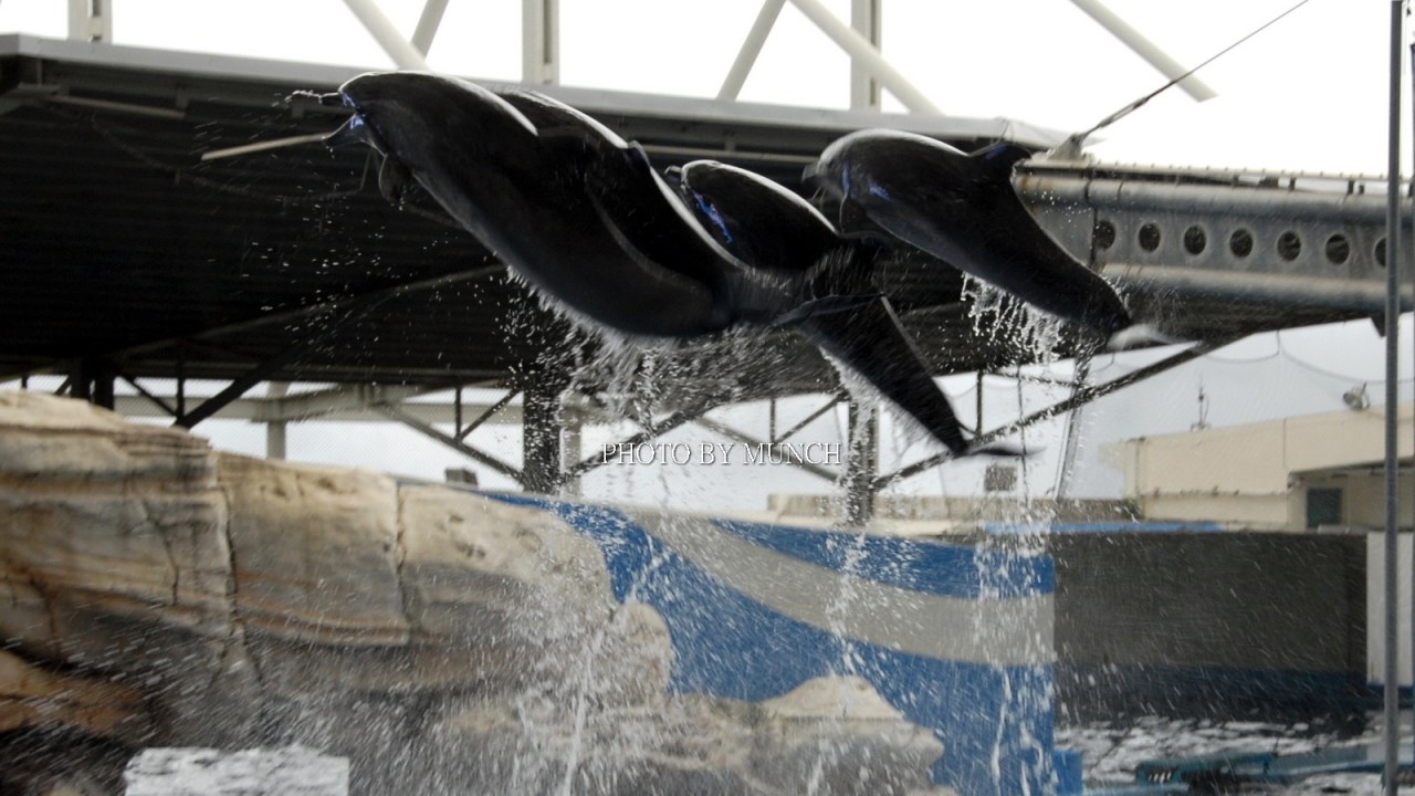 【終於不用再跳了_遠雄海洋世界海豚秀結束】