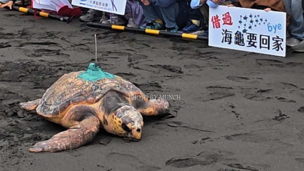 【海龜不是間諜_只是揹上追蹤發報器】
